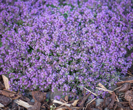 Thymus praecox `Red Carpet` liivatee