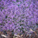 Thymus praecox `Red Carpet` liivatee