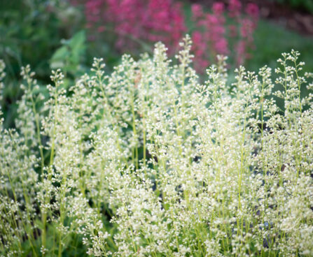 Heuchera `Apple Crisp` helmikpööris