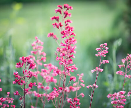 Heuchera `Paris` helmikpööris (1)