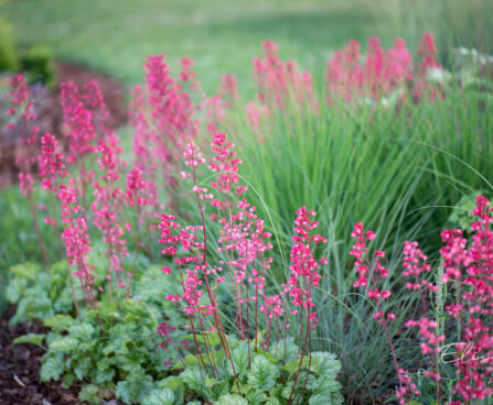 Heuchera `Paris` helmikpööris (2)