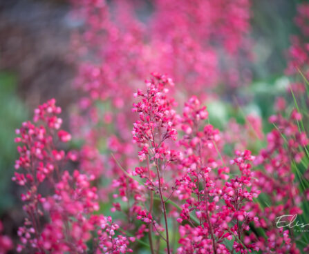 Heuchera `Paris` helmikpööris (4)