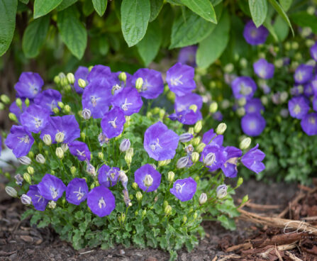 Campanula carpatica `Pearl Blue` karpaadi kellukas (1)