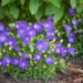 Campanula carpatica `Pearl Blue` karpaadi kellukas (1)