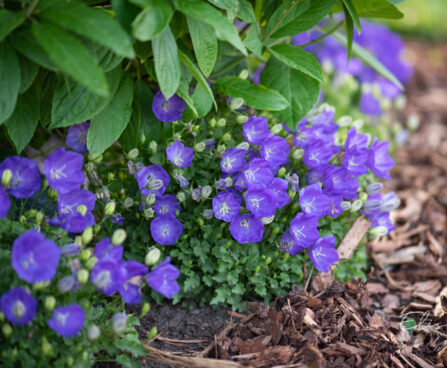 Campanula carpatica `Pearl Blue` karpaadi kellukas (2)