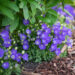 Campanula carpatica `Pearl Blue` karpaadi kellukas (2)