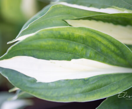 Hosta `Risky Business` (1)