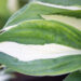 Hosta `Risky Business` (1)