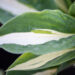 Hosta `Risky Business` (2)