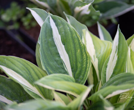 Hosta `Risky Business` (3)