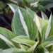 Hosta `Risky Business` (3)