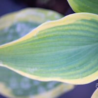 Hosta `Satisfaction`