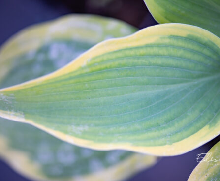 Hosta `Satisfaction`