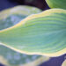Hosta `Satisfaction`