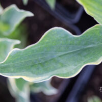 Hosta `Spring Fling`