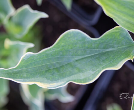 Hosta `Spring Fling`