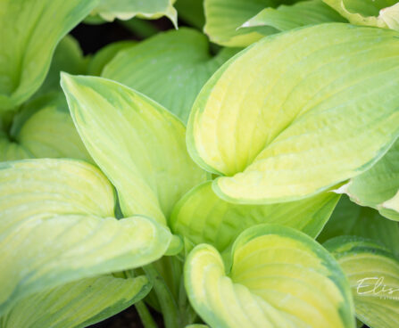 Hosta `Stained Glass` (1)