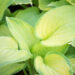 Hosta `Stained Glass` (1)