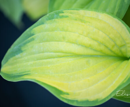 Hosta `Stained Glass` (2)