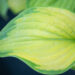 Hosta `Stained Glass` (2)