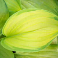 Hosta `Stained Glass` (3)