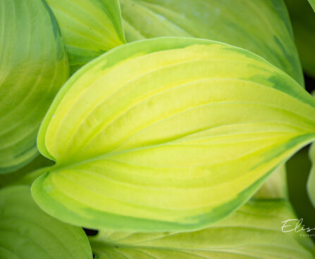 Hosta `Stained Glass` (3)