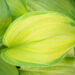 Hosta `Stained Glass` (3)