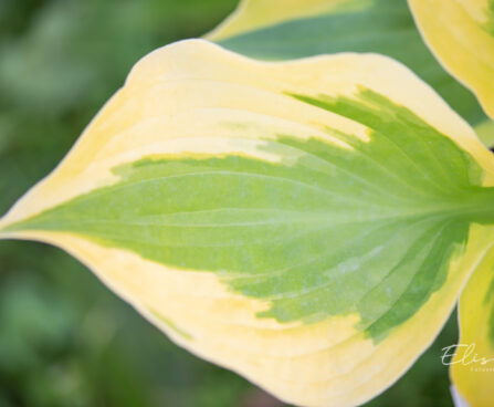 Hosta `Summer Lovin`