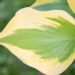 Hosta `Summer Lovin`