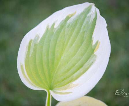 Hosta `Sweet Innocence` (1)