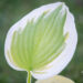 Hosta `Sweet Innocence` (1)