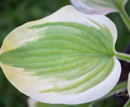 Hosta `Sweet Innocence` (2)