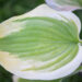 Hosta `Sweet Innocence` (2)