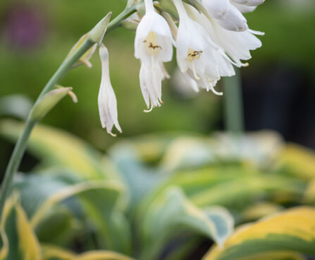 Hosta `Tootie Mae`