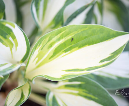 hosta `Vulcan` (1)