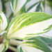 hosta `Vulcan` (1)