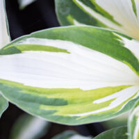 hosta `Vulcan` (2)