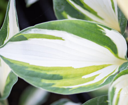 hosta `Vulcan` (2)