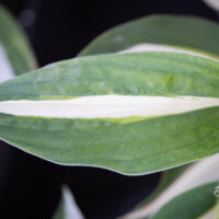 Hosta `White Bikini`