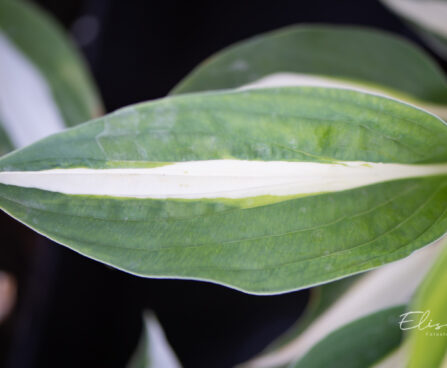 Hosta `White Bikini`