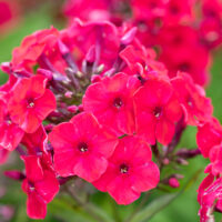 Phlox paniculata `Strawberry Daiquiri` leeklill (1)