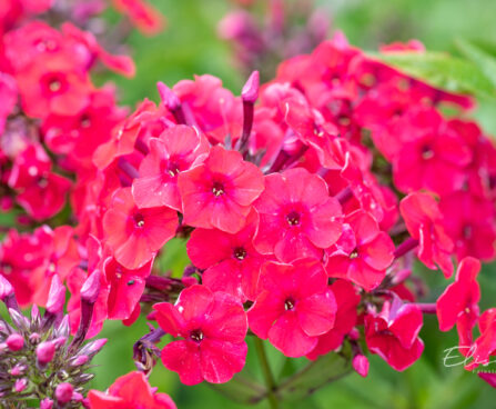 Phlox paniculata `Strawberry Daiquiri` leeklill (3)