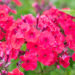 Phlox paniculata `Strawberry Daiquiri` leeklill (3)