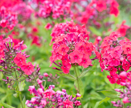 Phlox paniculata `Strawberry Daiquiri` leeklill (4)