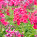 Phlox paniculata `Strawberry Daiquiri` leeklill (4)