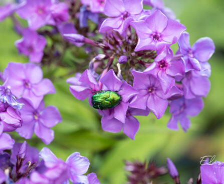 Phlox paniculata `Blue Paradise` leeklill