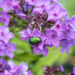 Phlox paniculata `Blue Paradise` leeklill