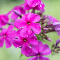 Phlox paniculata `Düsterlohe` leeklill (1)