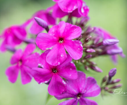 Phlox paniculata `Düsterlohe` leeklill (1)