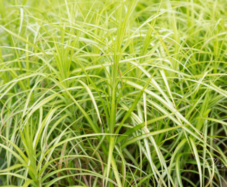 Carex muskingumensis palmilehine tarn (1)
